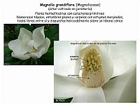001 Magnolia grandiflora flor