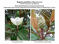 002 Magnolia grandiflora flor fruto