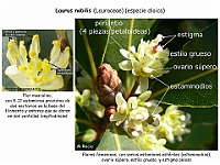 003 Laurus nobilis flor femenina
