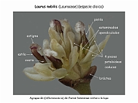 004 Laurus nobilis flores femeninas