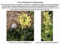 007 Cruciferae Diplotaxis Biscutella flor frutos