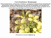 008 Cruciferae Diplotaxis flor