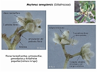 010 Celastraceae Maytenus senegalensis flor