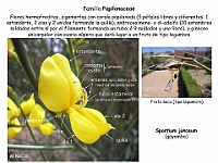 011 Papilonaceae Spartium junceum flor fruto