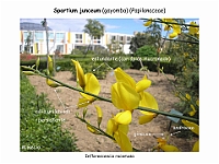 012 Papilonaceae Spartium junceum inflorescencia