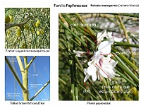 014 Papilonaceae Retama monosperma flor fruto