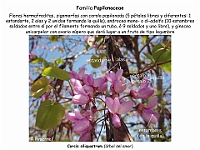 015 Papilonaceae Cercis siliquastrum flor