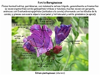 016 Boraginaceae Echium plantagineum flor