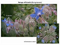 017 Boraginaceae Borago officinalis flor
