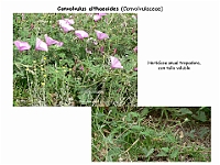 018 Convolvulaceae Convolvulus althaeoides flor tallo