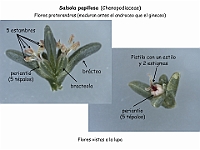 020 Chenopodiaceae Salsola papillosa flor