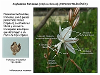022 Asphodelaceae Asphodelus fistulosus flor fruto