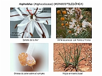 023 Asphodelaceae Asphodelus fistulosus flor fruto hojas polen