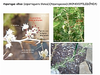 024 Asparagaceae Asparagus albus flor fruto cladodios filoclados