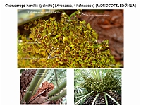 025 Arecaceae Chamaerops humilis inflorescencias fruto flor