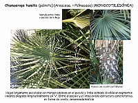 026 Arecaceae Chamaerops humilis hoja