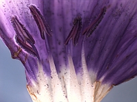 Angiospermas Flores