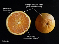 Angiospermas Frutos Semillas