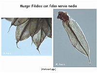 AtlasBriofitos 06 Musgo filidios-1