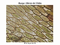 AtlasBriofitos 08 Musgo filidios-3
