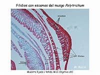 AtlasBriofitos 09 Polytrichum filidios-escamas-1