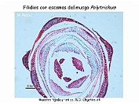 AtlasBriofitos 10 Polytrichum filidios-escamas-2