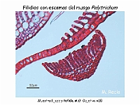 AtlasBriofitos 11 Polytrichum filidios-escamas-3