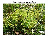 AtlasBriofitos 12 Sphagnum-1