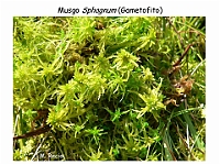 AtlasBriofitos 14 Sphagnum-3