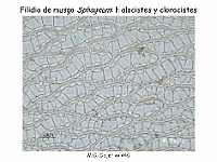 AtlasBriofitos 17 Sphagnum-4 hialocistes clorocistes-3