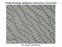 AtlasBriofitos 18 Sphagnum-4 hialocistes clorocistes-4
