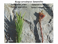 AtlasBriofitos 23 Musgo acrocarpico yemas apicales