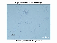 AtlasBriofitos 28 Musgo espermatozoides