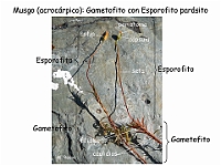 AtlasBriofitos 30 Musgo acrocarpico gemetofito esporofito-2