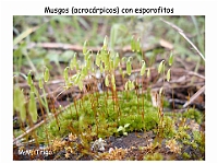 AtlasBriofitos 31 Musgo acrocarpico esporofito-1