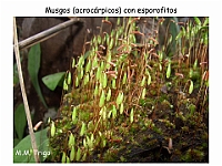 AtlasBriofitos 32 Musgo acrocarpico esporofito-2