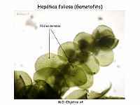 AtlasBriofitos 38-1 Hepatica foliosa filidios dorsales
