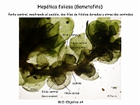 AtlasBriofitos 38-2 Hepatica foliosa filidios ventrales