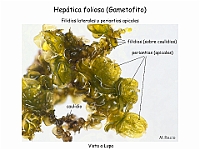 AtlasBriofitos 38-3 Hepatica foliosa filidios periantios