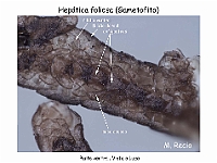 AtlasBriofitos 38-4 Hepatica foliosa anfigastros-1