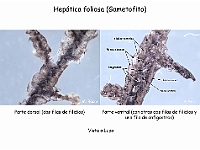 AtlasBriofitos 39 Hepatica foliosa anfigastros-2 dorsal ventral