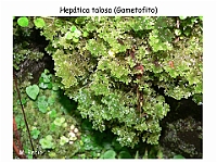 AtlasBriofitos 42 Hepatica talosa-3