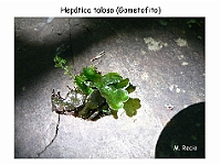 AtlasBriofitos 44 Hepatica talosa-5