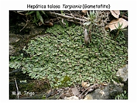 AtlasBriofitos 45 Hepatica talosa Targionia-1