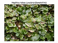 AtlasBriofitos 47 Hepatica talosa Lunularia-1