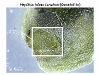 AtlasBriofitos 48 Hepatica talosa Lunularia conceptaculo-1