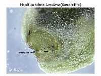 AtlasBriofitos 49 Hepatica talosa Lunularia conceptaculo-2