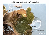 AtlasBriofitos 50 Hepatica talosa Lunularia conceptaculo-3