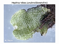 AtlasBriofitos 51 Hepatica talosa Lunularia lupa poros-1