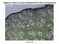 AtlasBriofitos 52 Hepatica talosa Lunularia lupa poros-2